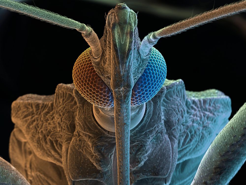 Kissing bug
