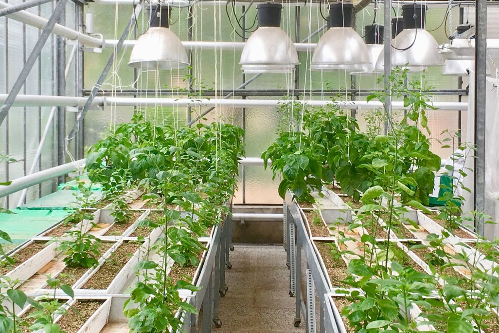 Photograph of pepper plants growing in a greenhouse