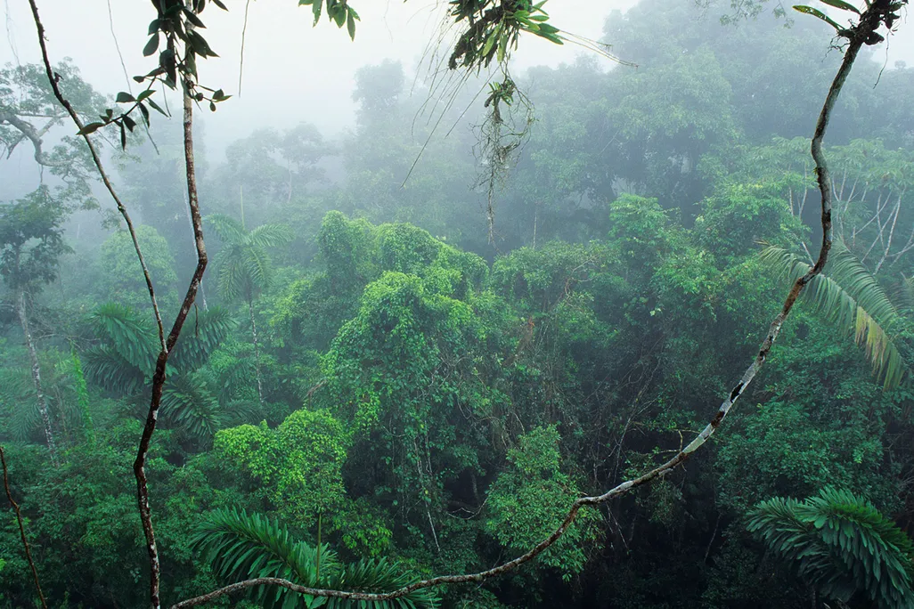 Rainforest