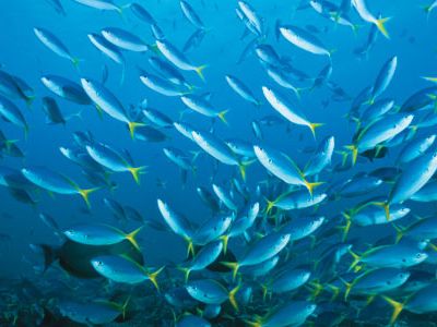 Yellow and blueback fusiliers