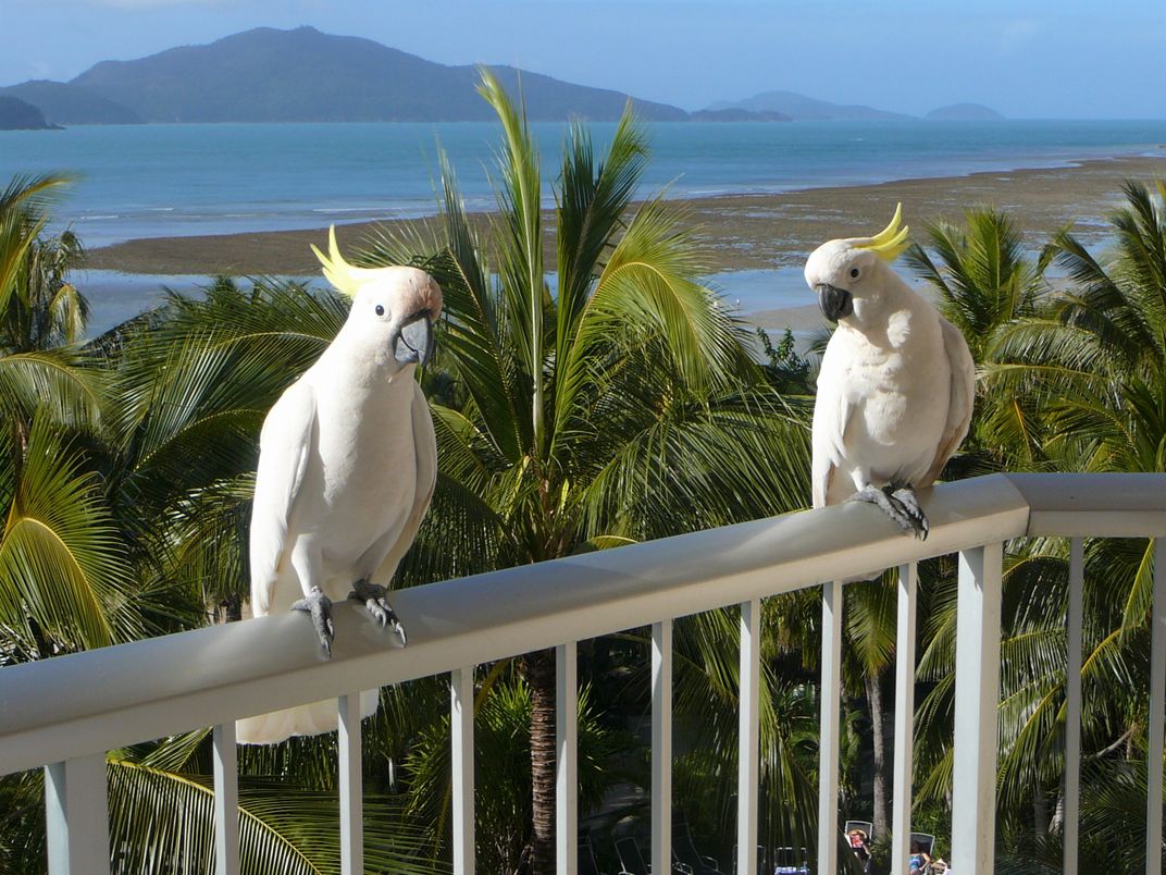 Cockatoos on Hamilton Island