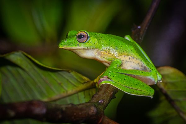 The Malabar Gliding Frog found in Western Ghats in South India is one of the beautiful and colourful frog. One of the largest moss frogs, its belly is yellow and has skin fringes between and along its long limbs. The webbing between toes and fingers is an orange-red. While the back skin is finely granulated, its belly is coarsely granulated. This amphibian star has a rounded snout but not a wide one. It builds foam nests above little pools of water, into which it drops its tadpoles after hatching. The male Malabar gliding frog is smaller than the female. This was shot in Agumbe Rainforest