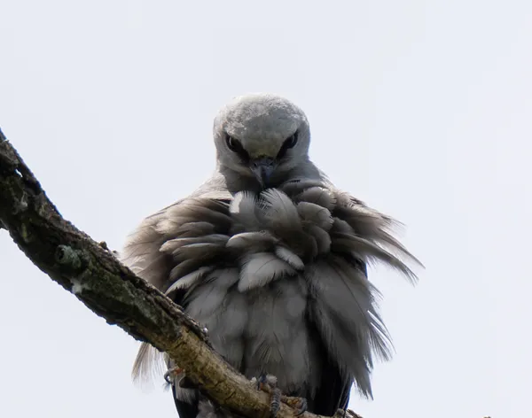 Mississippi Kite Staring Back thumbnail