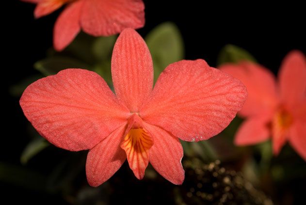 Cattleya (Sophronitis) coccinea