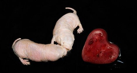 Naked mole rats from the Smithsonian Institution's National Zoo