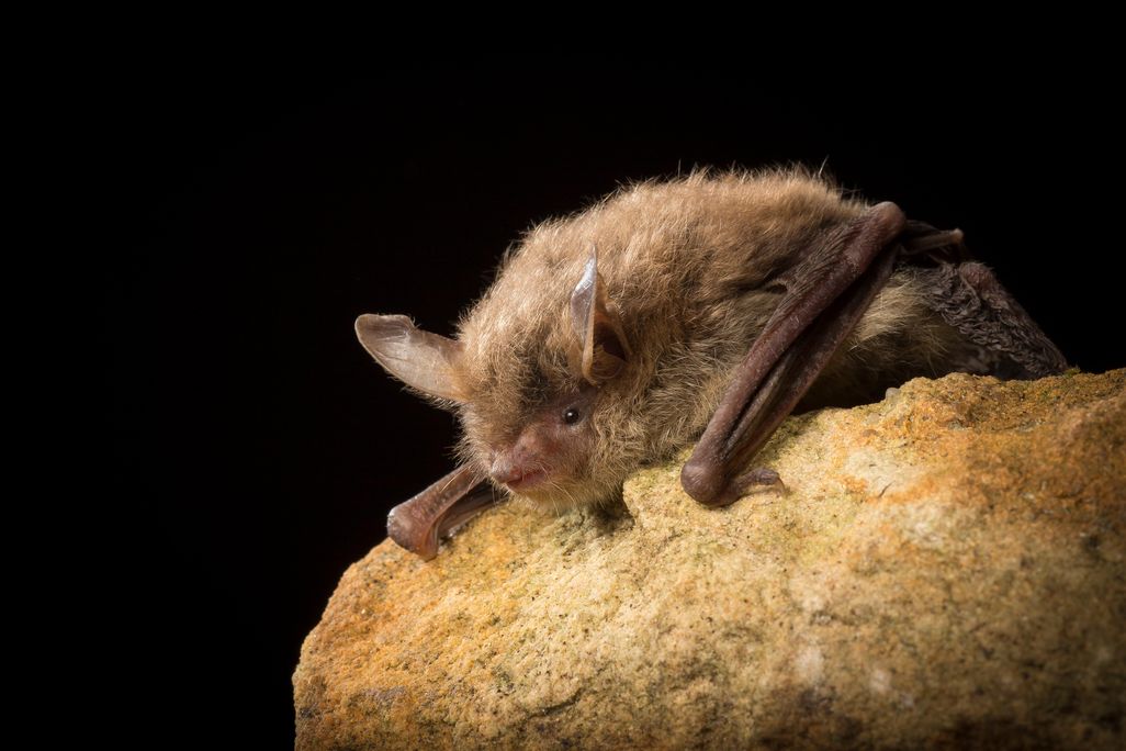 Northern long-eared bat