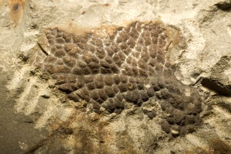 Fossilized skin from the neck of a Tyrannosaurus rex.