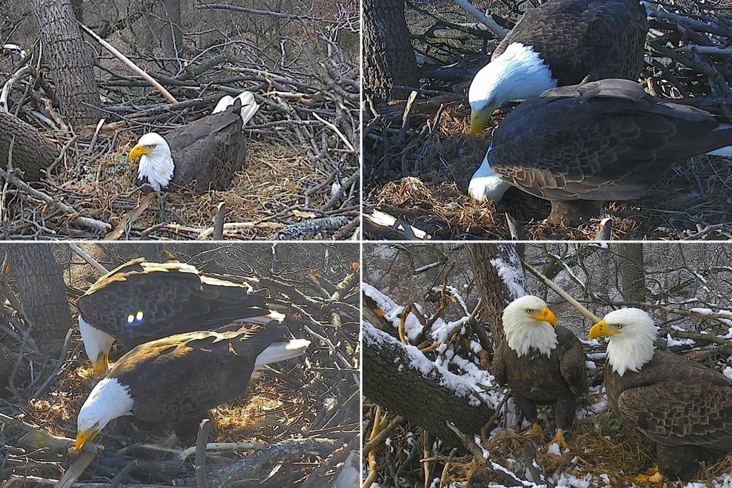 Bald eagle pair