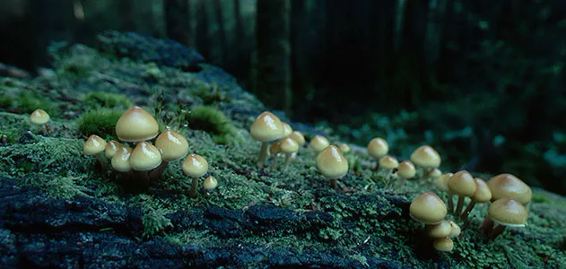 Mushrooms growing in Oregon