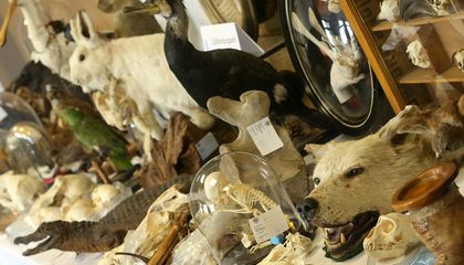 Humans Take Out More Wild Species Than Any Other Predator on Earth