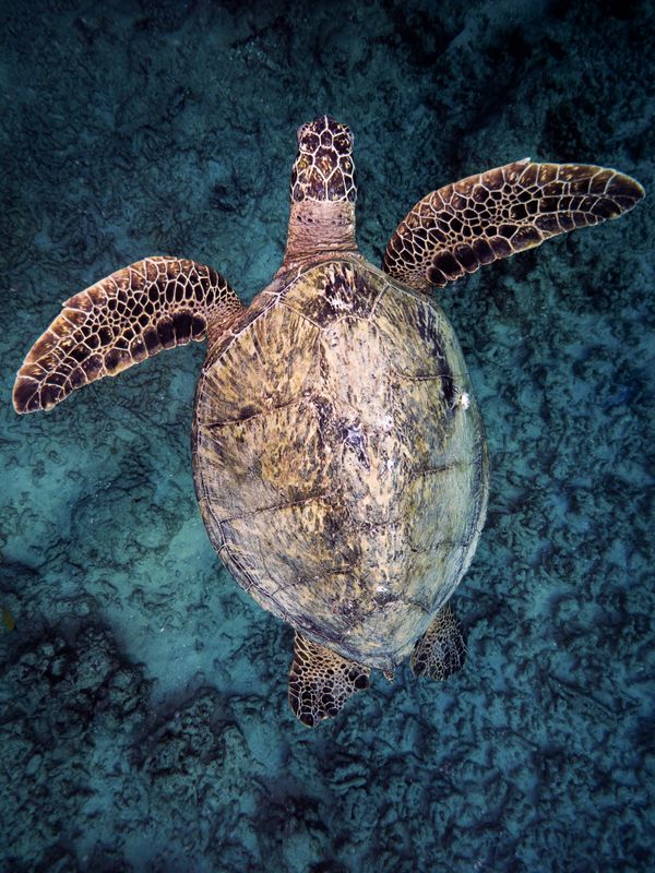 Hawaiian Green Sea Turtle cruising the reef thumbnail