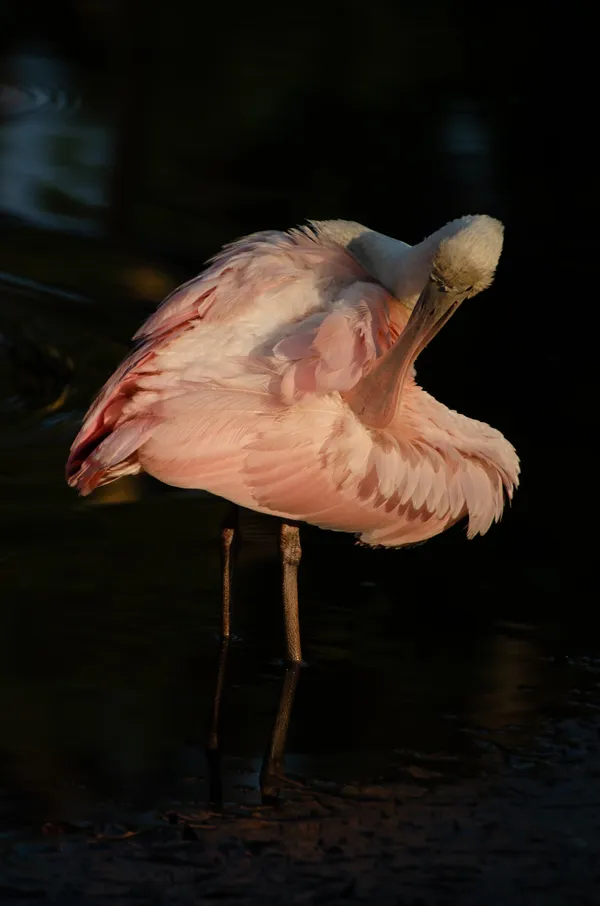 Roseate Spoonbill thumbnail