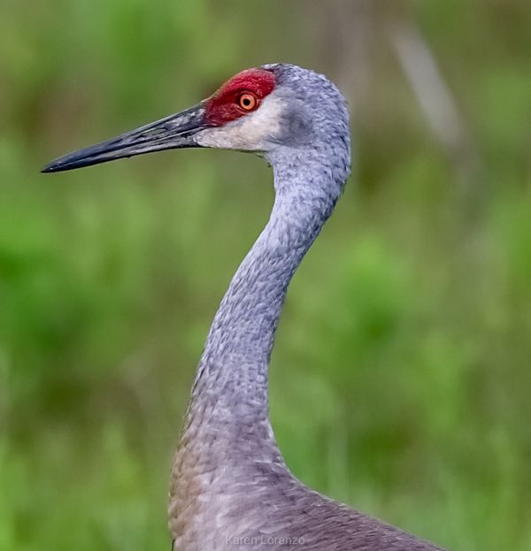 Closeup of a Sandhill Crane thumbnail