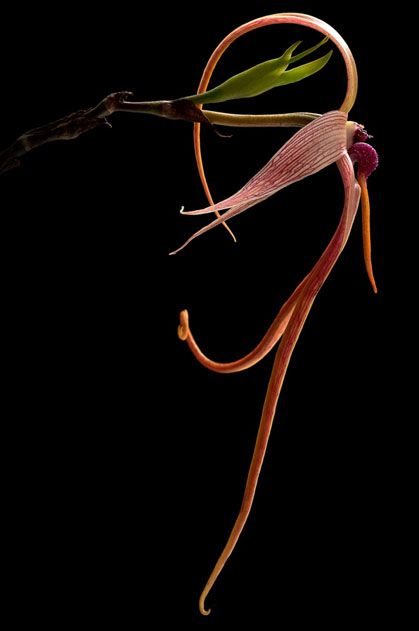 Bulbophyllum echinolabium