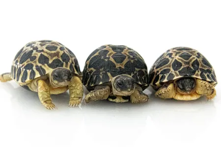 Dill, Jalape&ntilde;o and Gherkin, the three newly hatched radiated tortoises at the Houston Zoo.