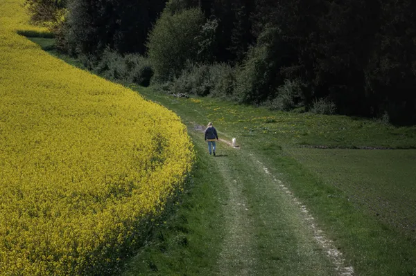 Canola Fields in Taunusstein thumbnail