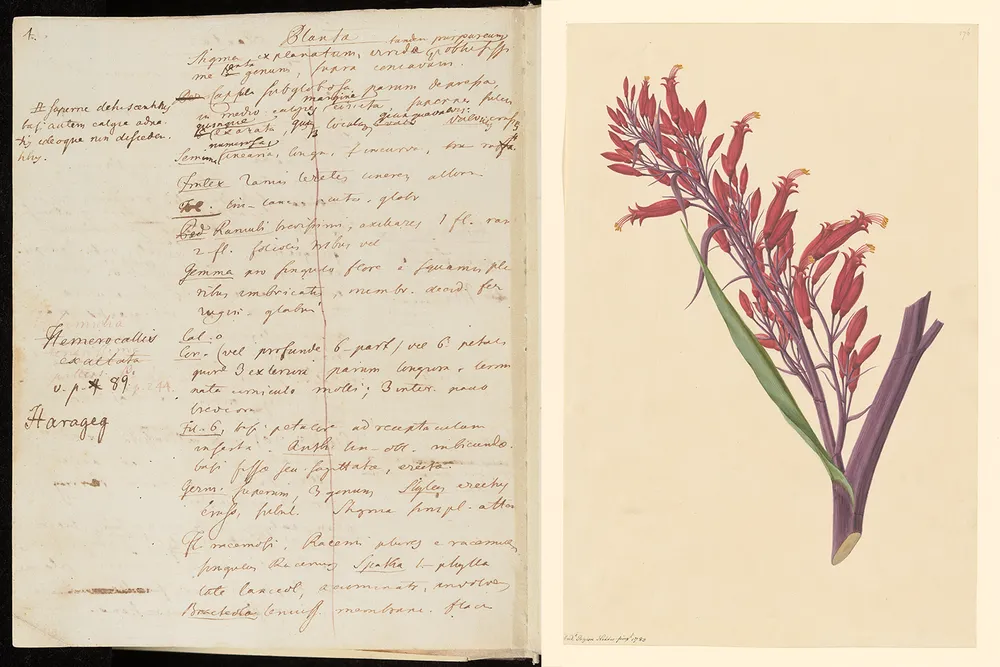 A written description (left) of New Zealand flax (illustrated on the right) references an Indigenous name for the plant: “haragag.”