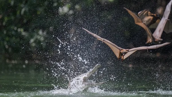 Freshwater Crocodiles Sneak Attack Thirsty Bats from Shallow Waters_0008 thumbnail