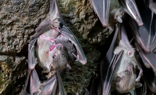 Bat giving birth thumbnail