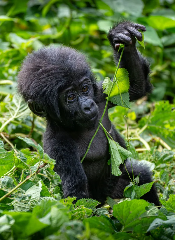 Playful baby Gorilla thumbnail