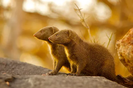 While highly social and cooperative among themselves, dwarf mongooses take a while to warm up to newcomers.