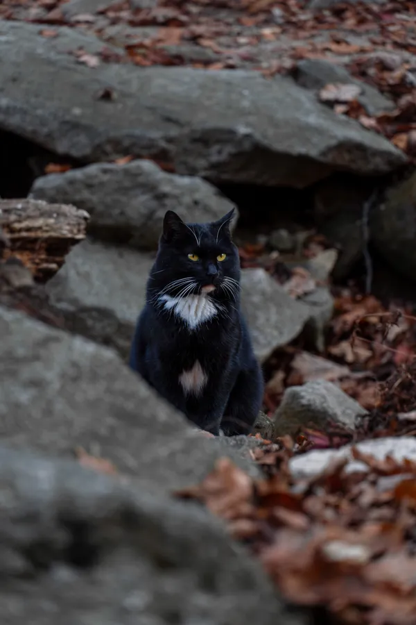 A Charismatic Black Cat Living in the Mountain thumbnail
