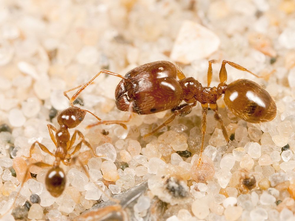 big headed ant size