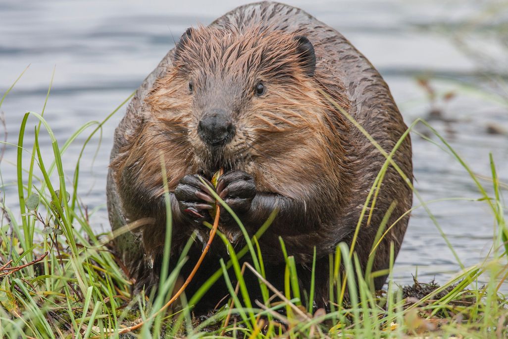 Beaver