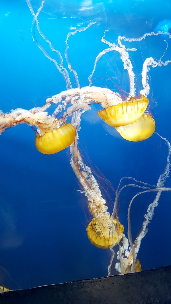 Lighting Jellyfish cluster thumbnail
