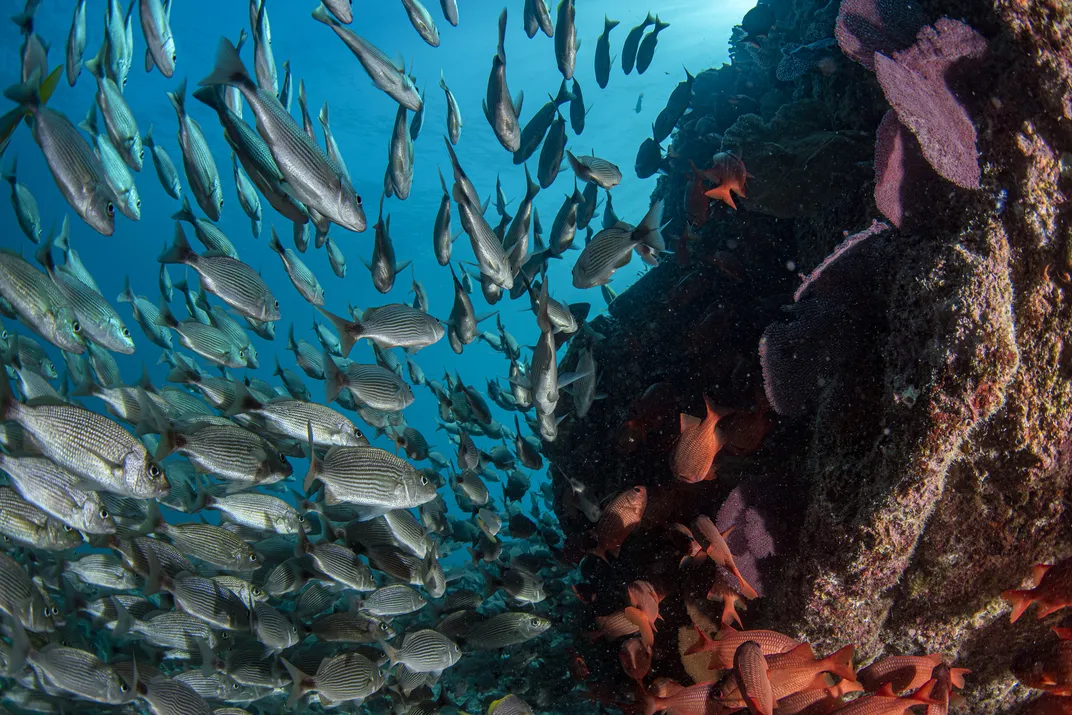 Reefs of Cabo Pulmo in the Sea of Cortez