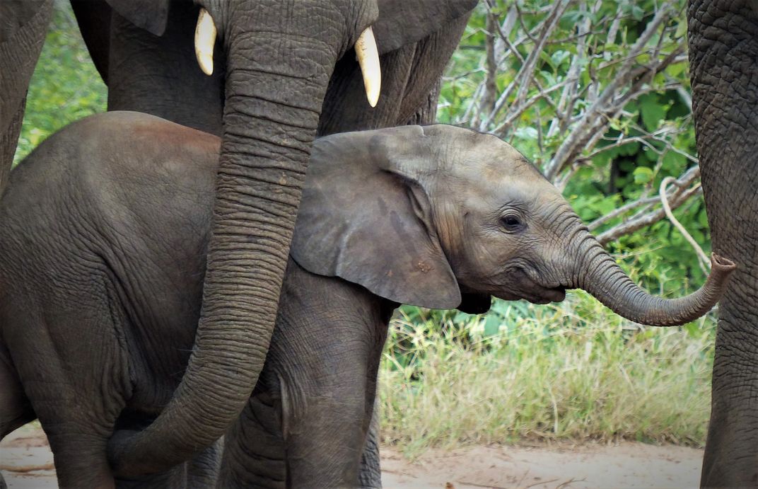 Elephant calf with mother. Credit: Smithsonian Journeys Expert Grant Nel