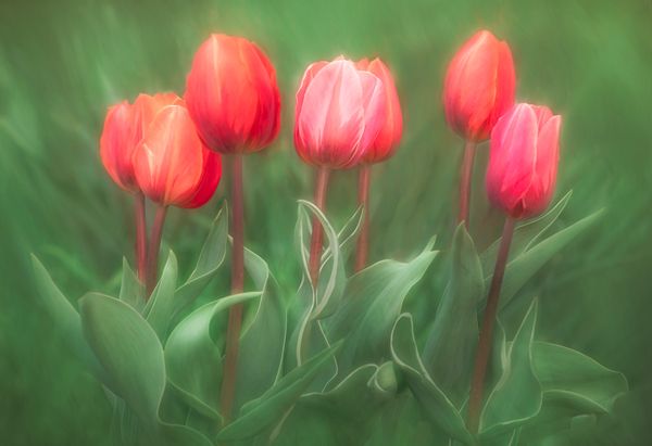 Rembrant Tulips in a Painterly Style thumbnail
