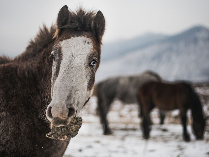 Horse collects the remnants of the crop on the cabbage field