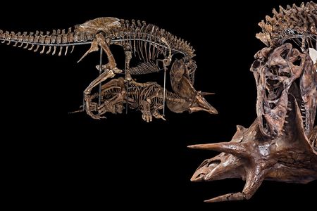 The Nation’s T. rex decapitating a Triceratops in its new pose as the centerpiece of the 