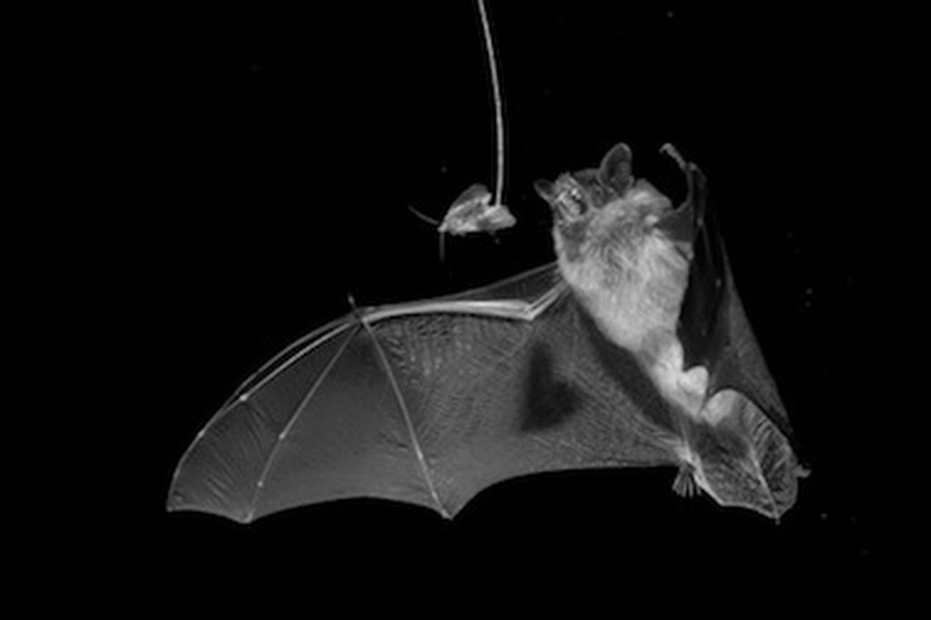 20130920094151bat-copy.jpg