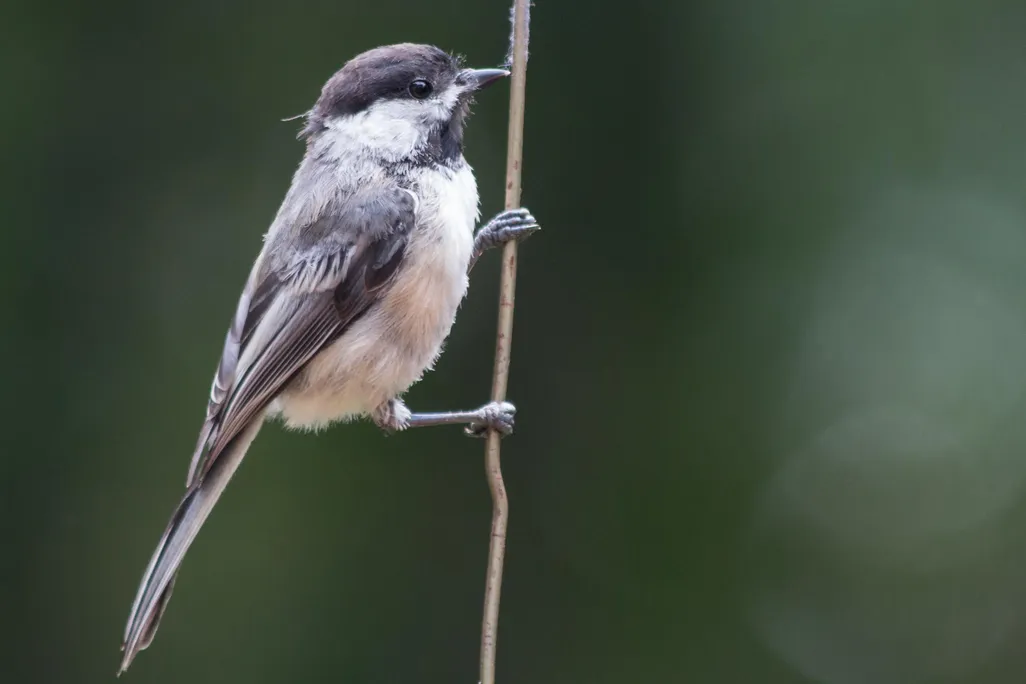 blackcapped chickadee