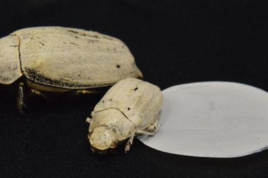 white beetle.jpg