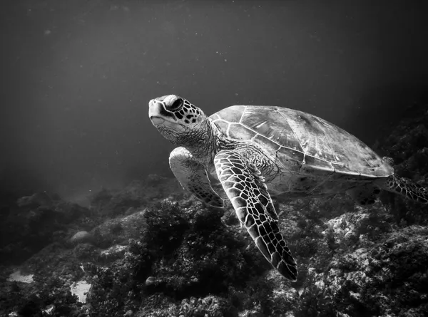 A Turtle off Taiwan thumbnail