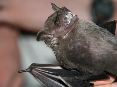 Barro Colorado Island, on the Panama Canal, is home to at least 74 bat species. A group of German researchers is studying them all to understand the spread of diseases.