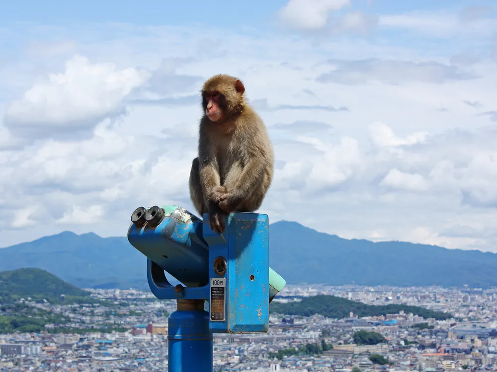 A monkey sits on top of a blue tower viewer overlooking a city