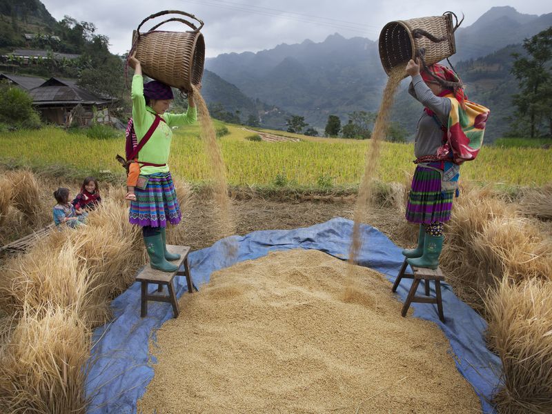 Cleaning rice by wind Smithsonian Photo Contest Smithsonian Magazine
