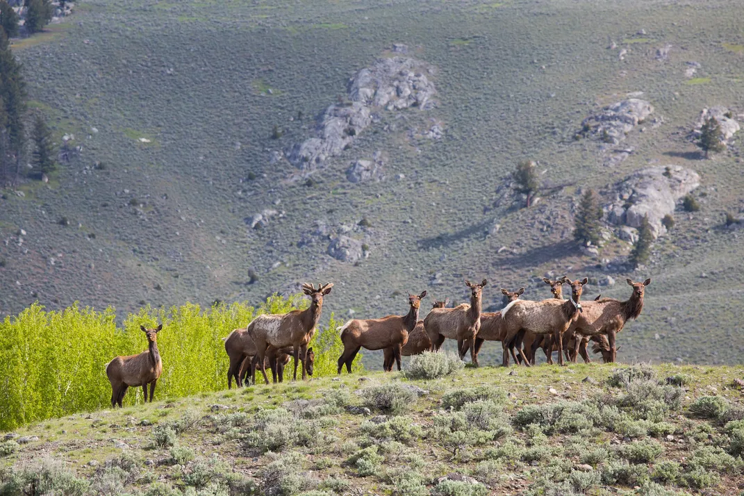 about a dozen elk stand on a scrubby hillside