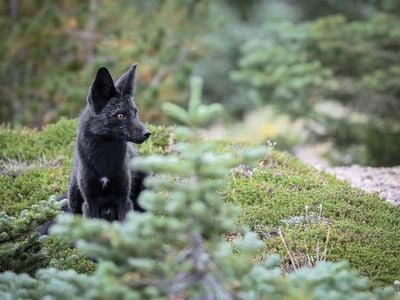 Cascade red fox
