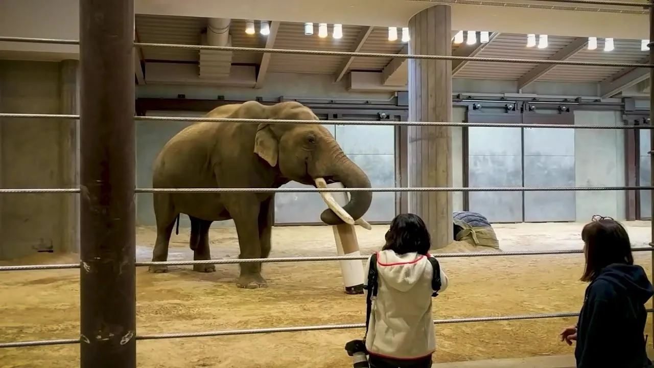 Preview thumbnail for How Smithsonian Researchers Are Studying Elephant Behavior
