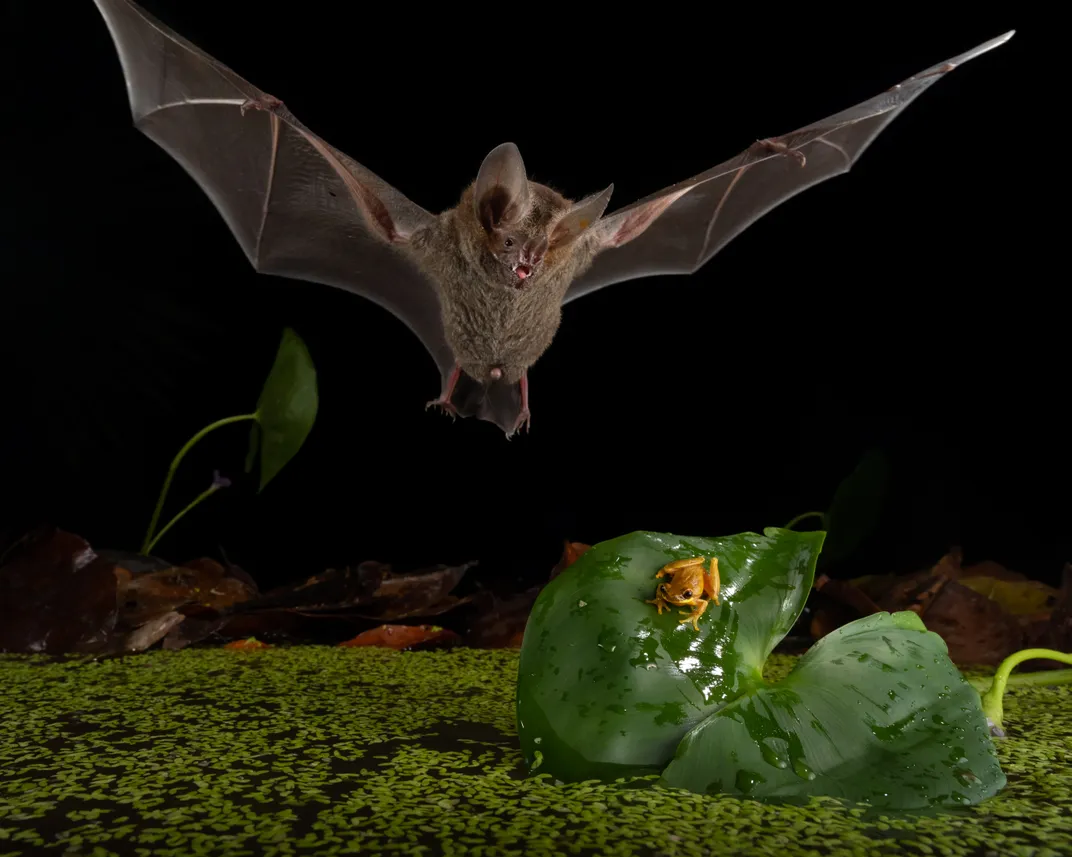 a bat with outstretched wings approaches a yellow-orange frog on a leaf before snatching it for a meal