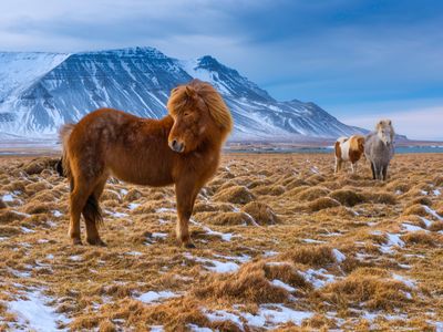 Icelandic horses today