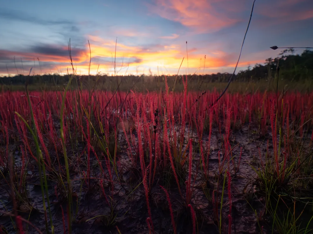 at sunset, a group of red Florida threadleaf sundews grows