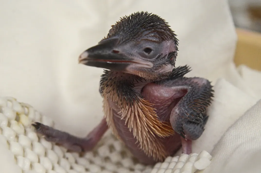 Kingfisher hatchling