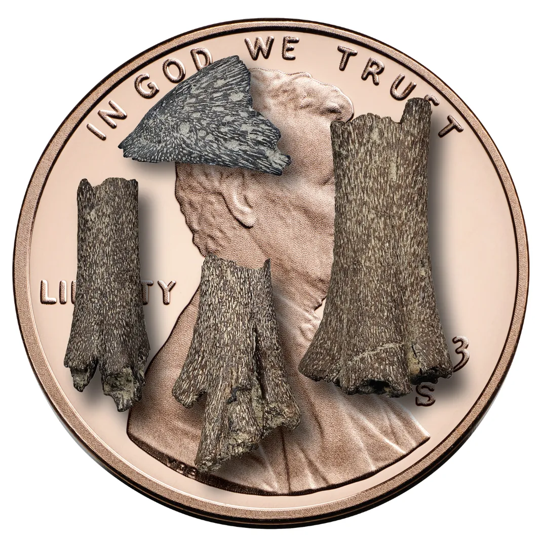 a few fossils on a penny
