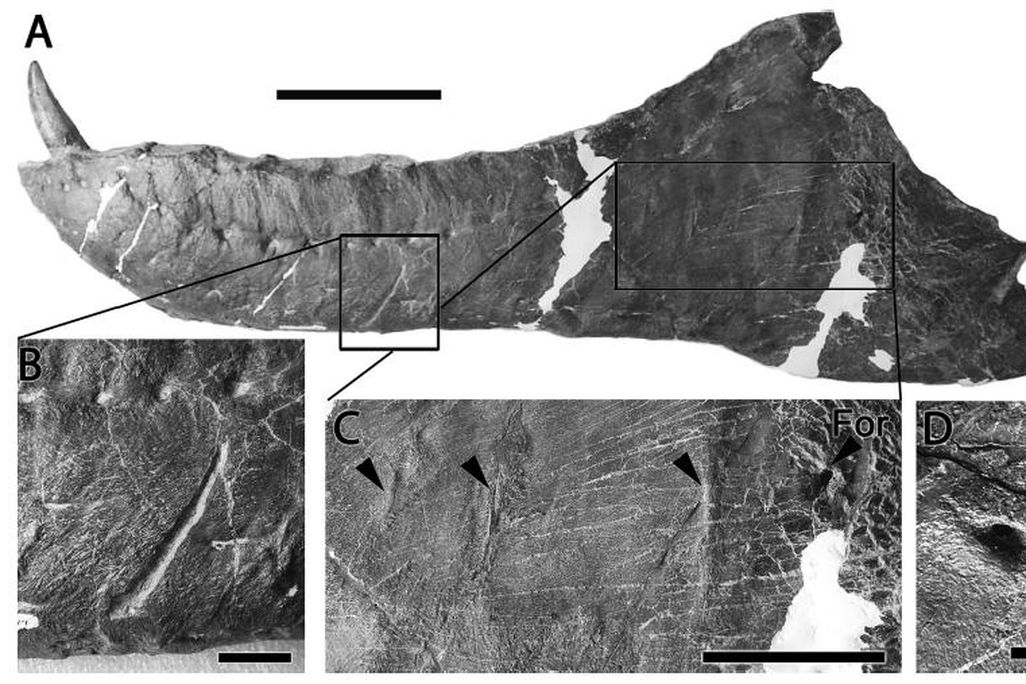 20110520083319albertosaurus-jaw-pathologies.jpg
